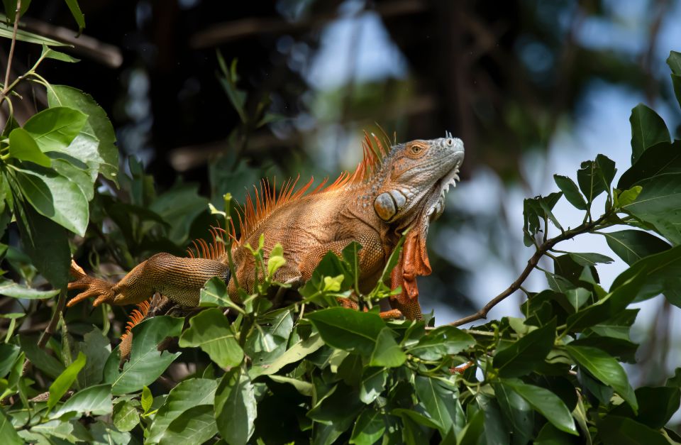 Tortuguero National Park, Costa Rica