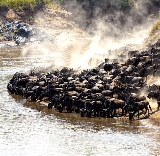 Masai Mara, Kenya