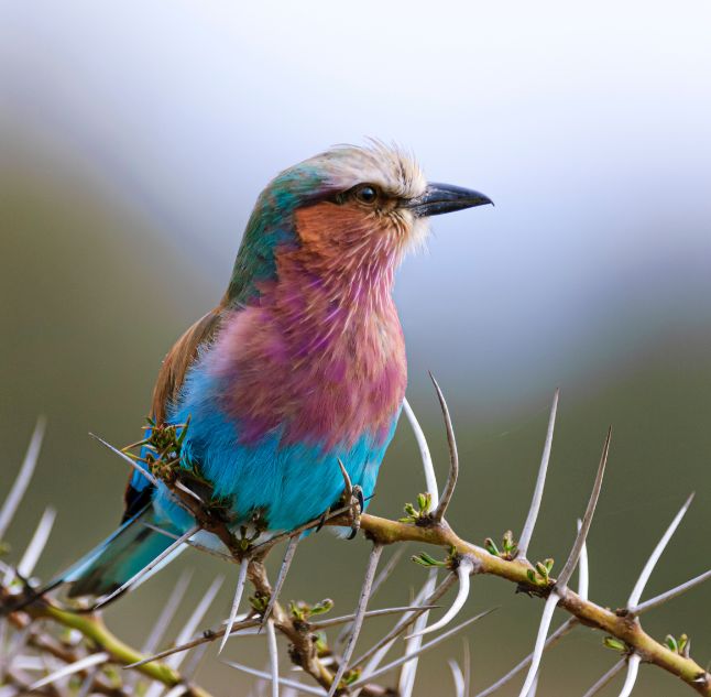Lilac-Breasted Roller