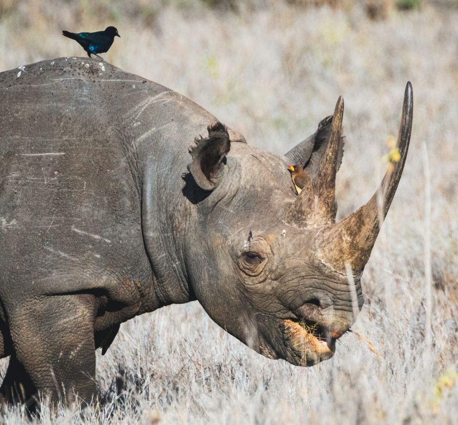 Lewa Conservancy, Kenya