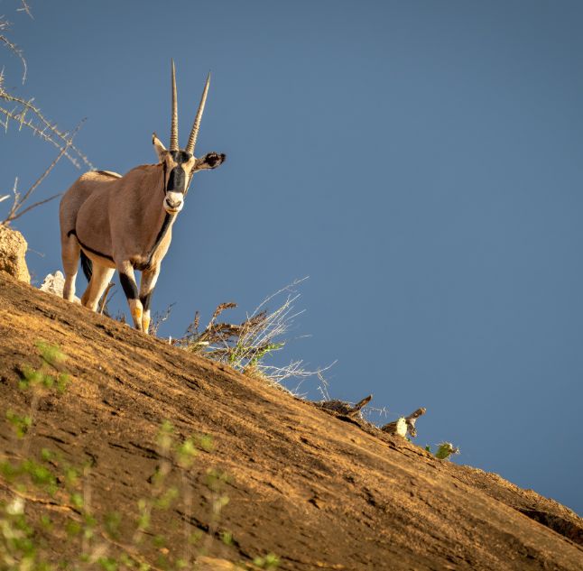 Gemsbok, Laikipia, Kenya