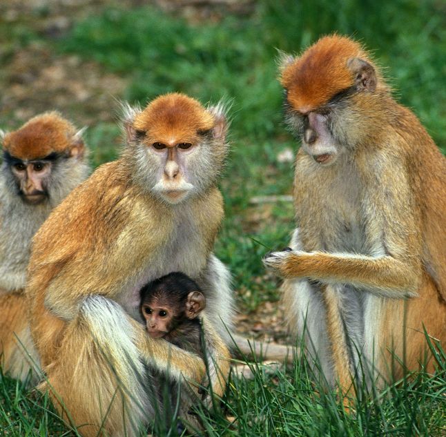 Patas Monkey, Laikipia, Kenya