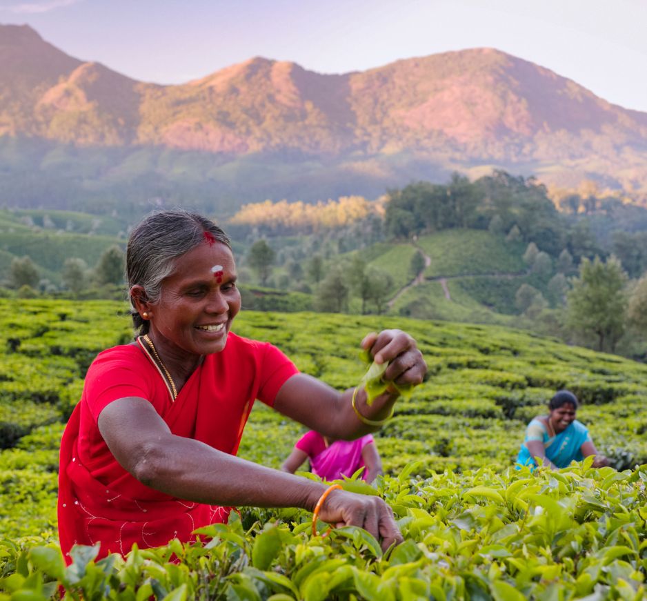 Kerala Tea Plantations, India