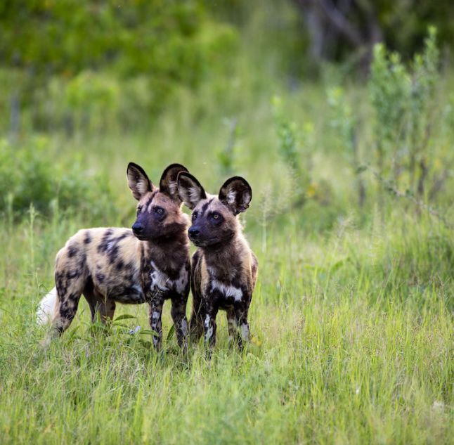 Duke's East camp, Botswana