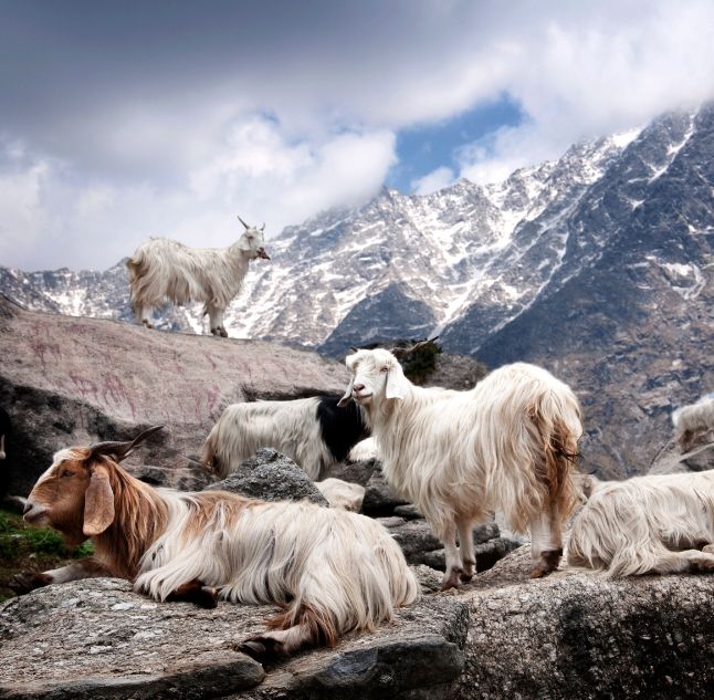 Goats of Ladakh