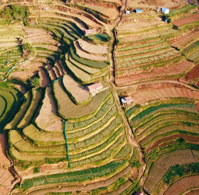 Paddy fields in Tamil Nadu, India
