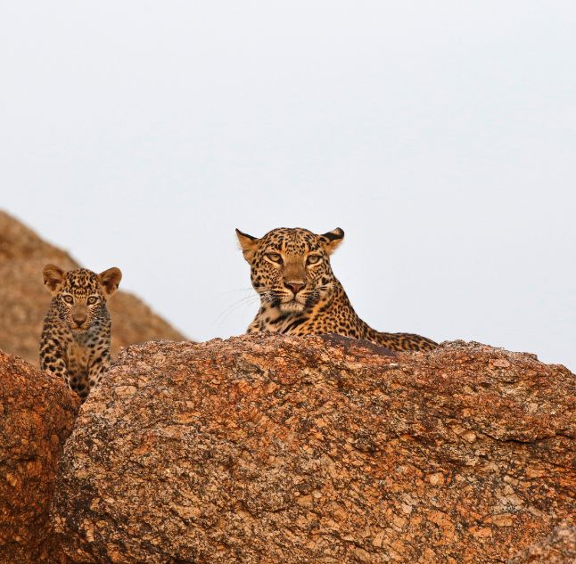 Sujan Jawai, Jawai, India