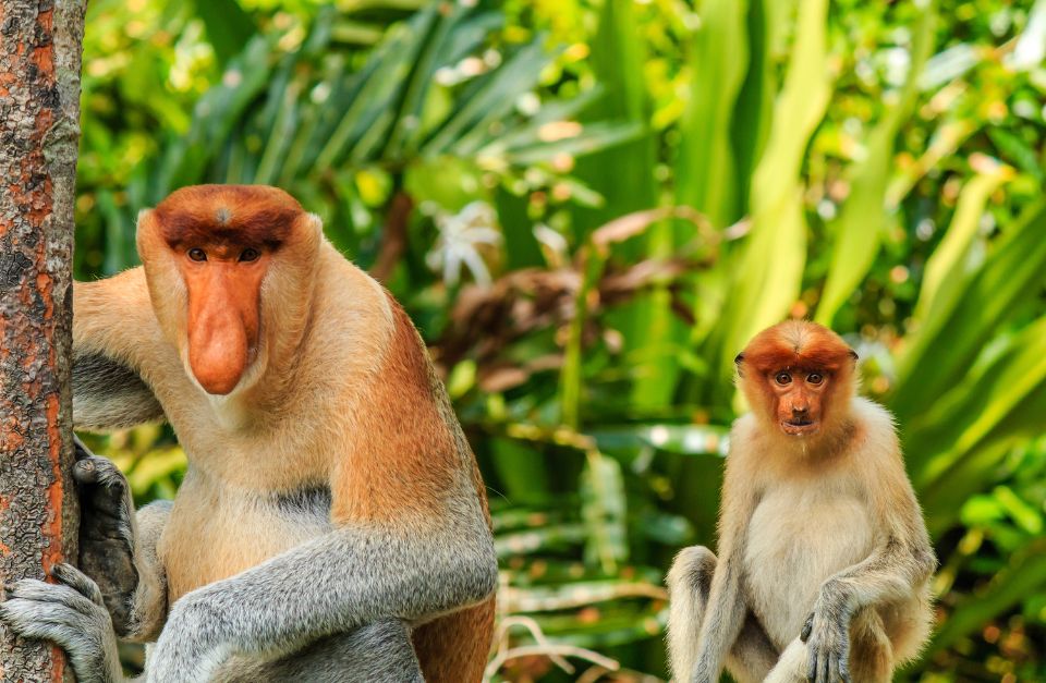 Probiscis monkeys, Borneo