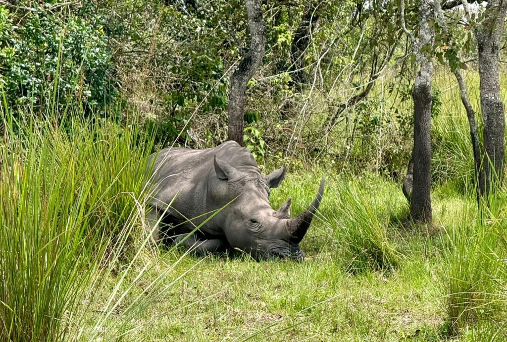 rhino in ziwa rhino conservation