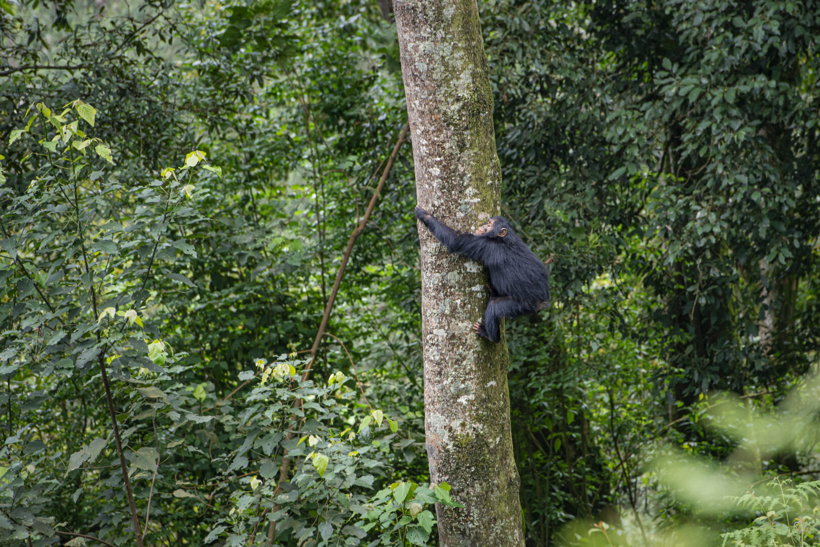 Young chimpanzee climbing in a tree, wildlife shot, Nyungwe, Rwanda
