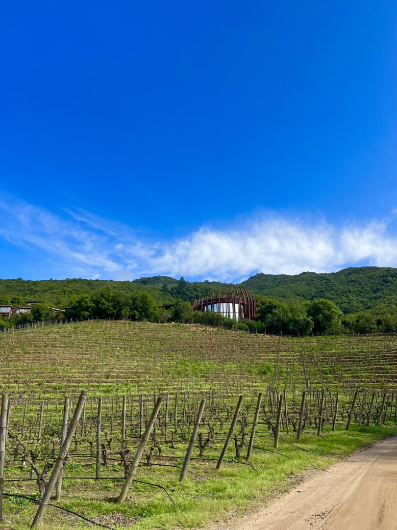 vineyards, chile