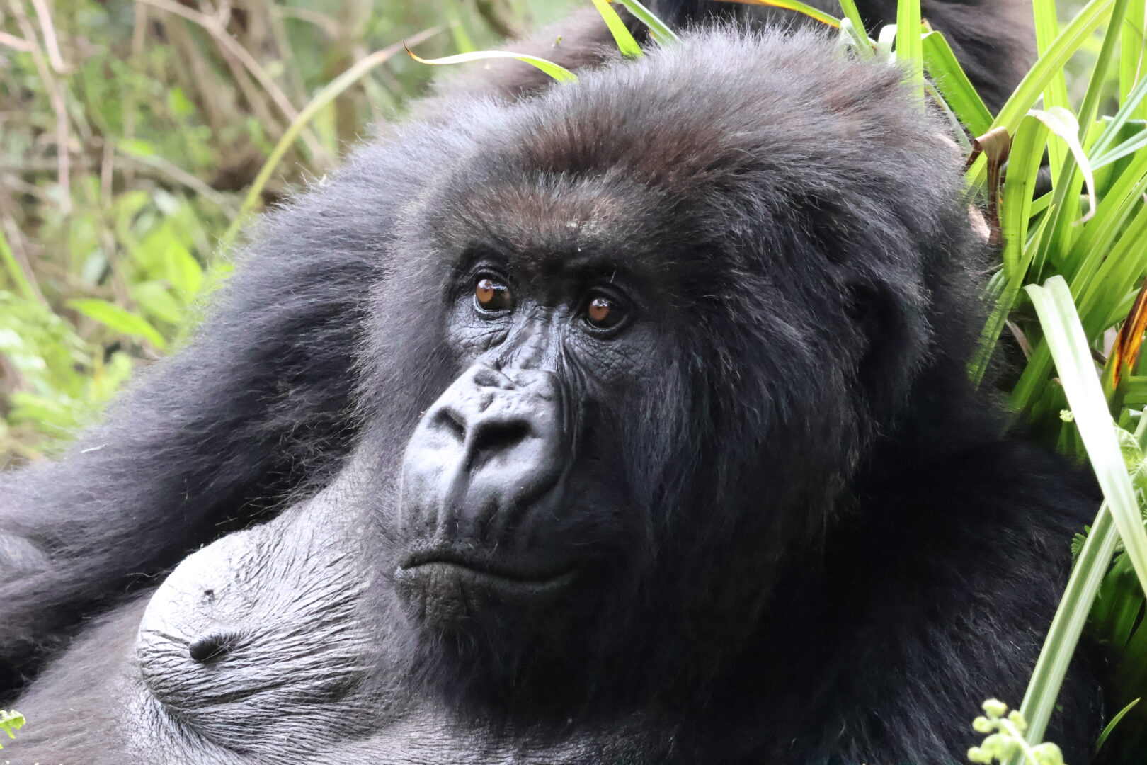 gorilla trekking in Rwanda