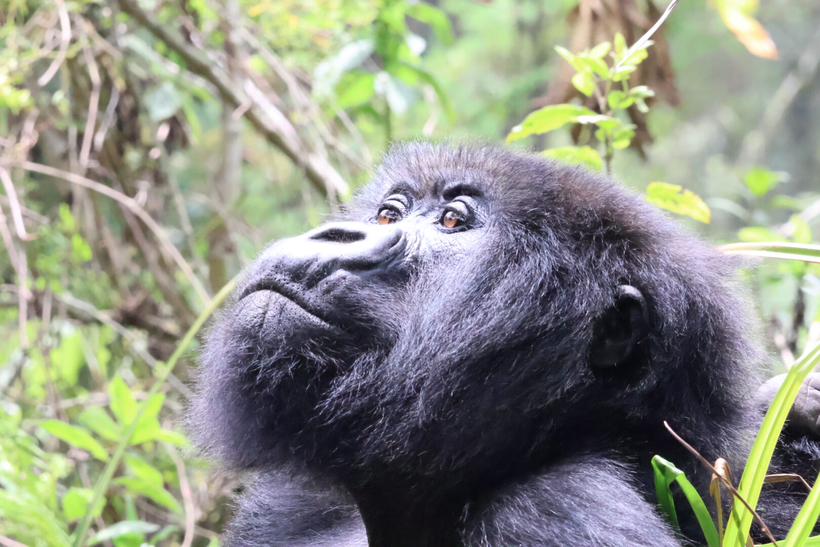 mother gorilla in rwanda