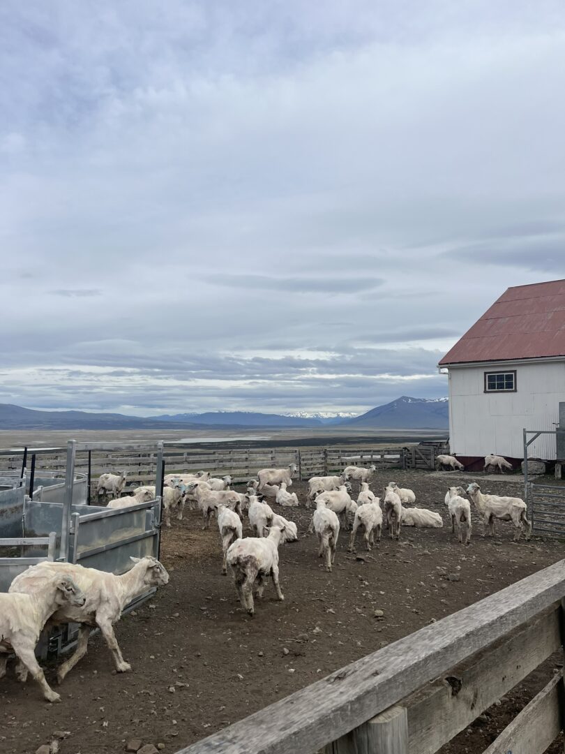 animals patagonian ranch
