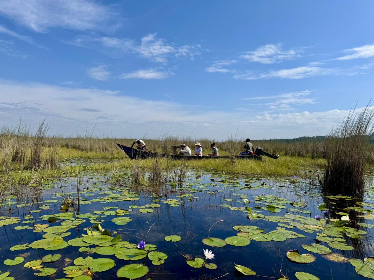 lilipads, boat on lake Victoria