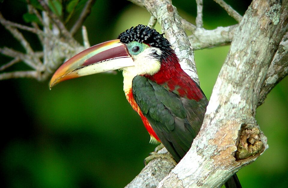 Curl-crested Aracari, cristalino Lodge, Amazon, Brazil