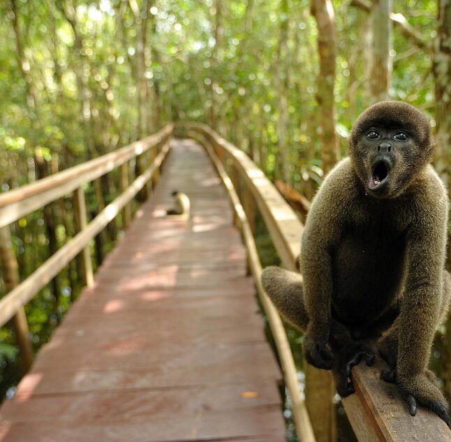 monkey, Juma Lodge, Amazon, Brazil