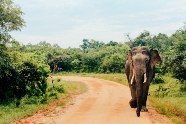 Yala, Sri Lanka