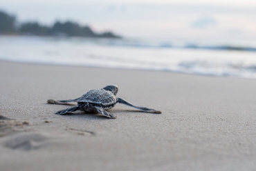 Turtle Release