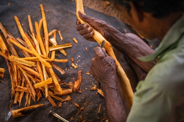 Cinnamon, Sri Lanka