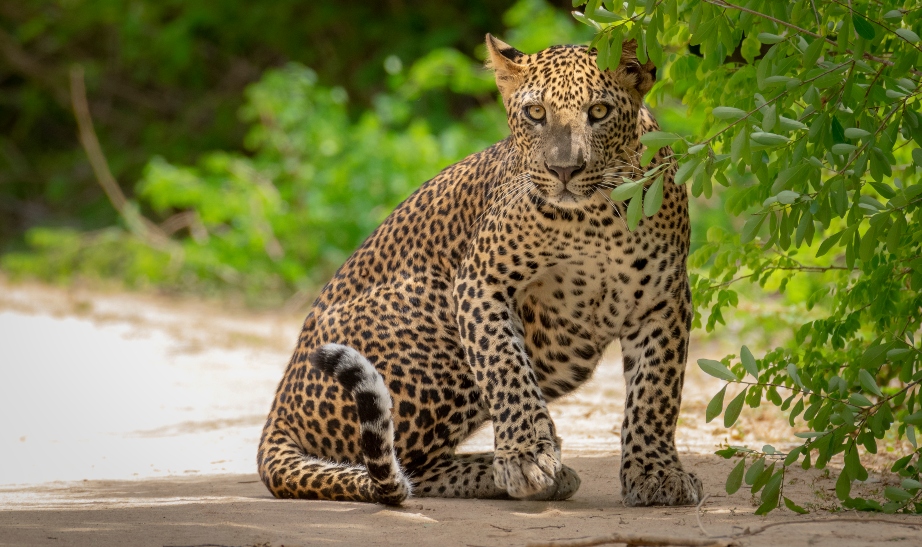 Leopard, Yala, Sri Lanka