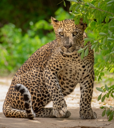 Leopard, Yala, Sri Lanka