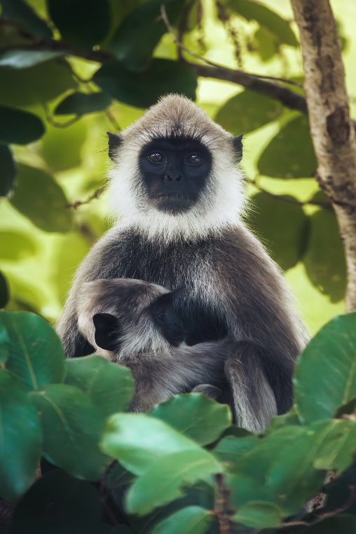 Monkey, Sri Lanka