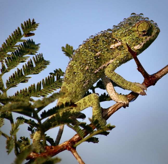 Chameleon, Phinda, South Africa