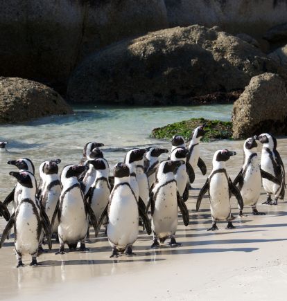 Penguins, Cape Town, South Africa