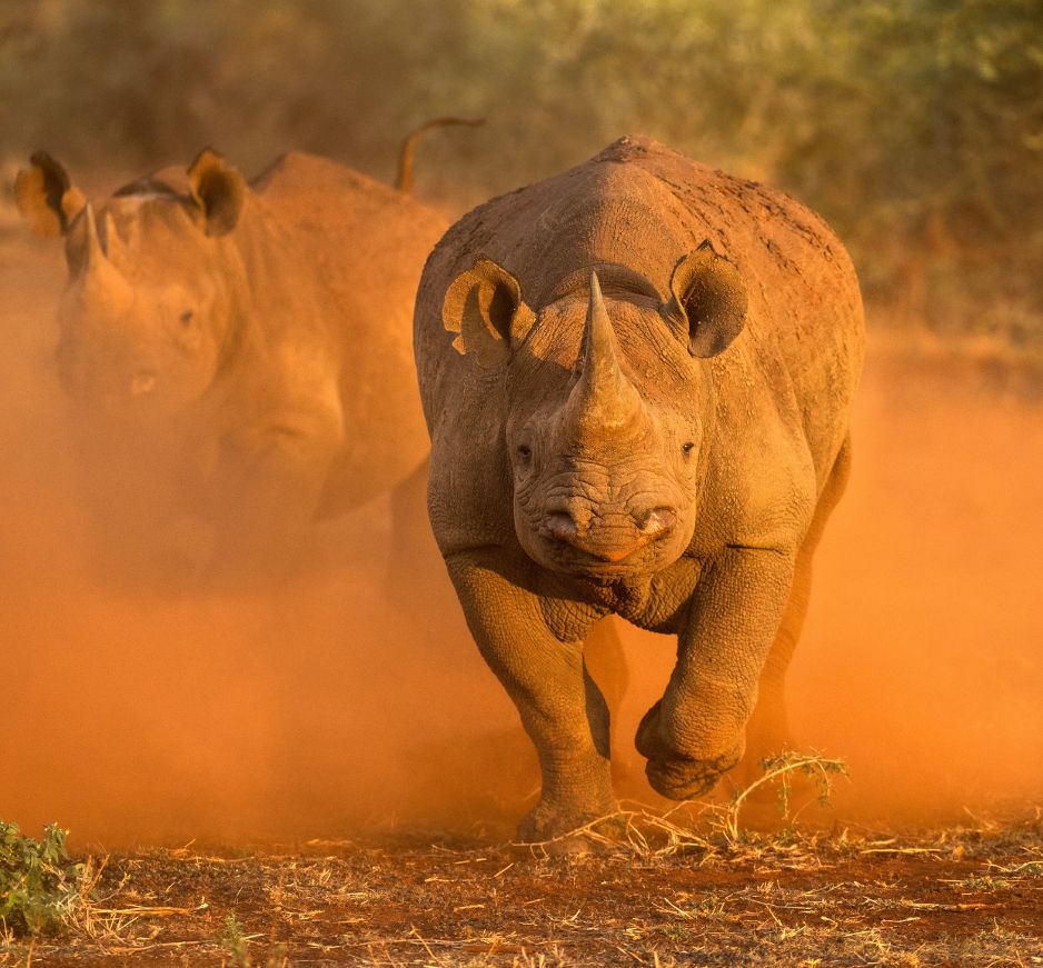 Madikwe Game Reserve, South Africa