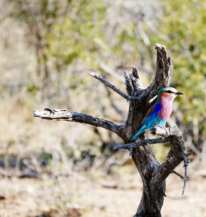 Lilac-breasted roller, Madikwe Game Reserve, South Africa