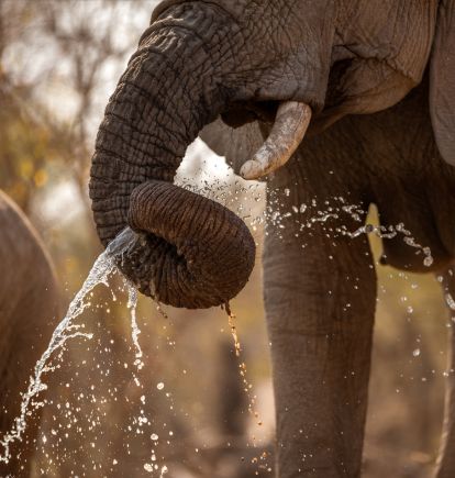 Madikwe Game Reserve, South Africa