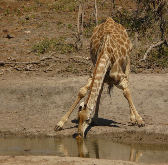 Madikwe Game Reserve, South Africa