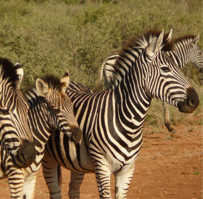 Madikwe Game Reserve, South Africa