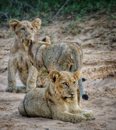 Phinda Private Game Reserve