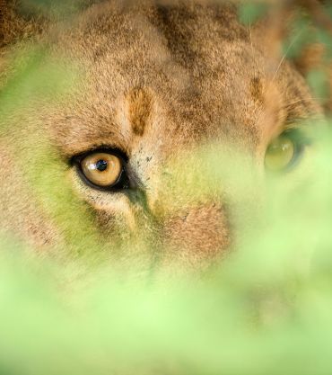 Madikwe South Africa
