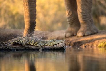 Madikwe