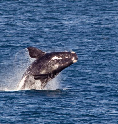 Whale near Hermanus, South Africa