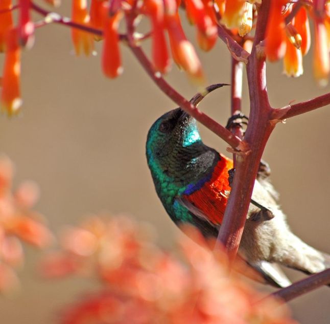 Grootbos, Garden Route, South Africa