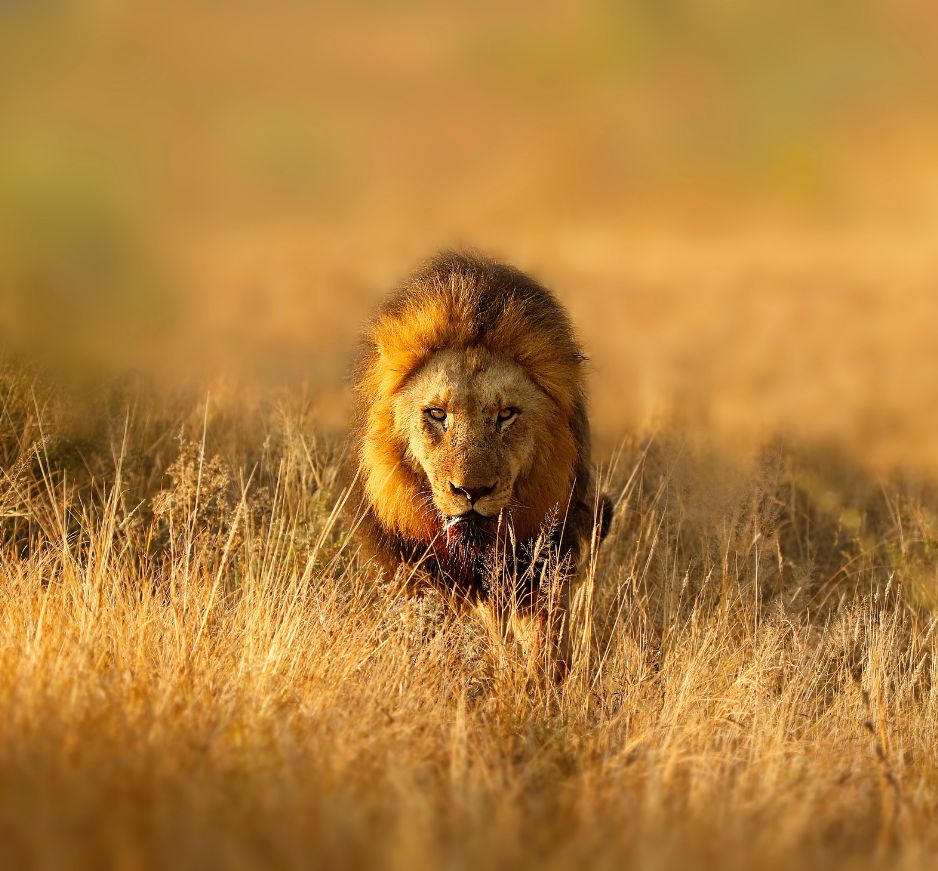 Kruger National Park, South Africa, best safari destination