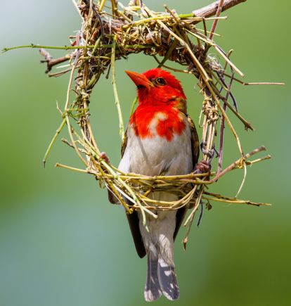 Red headed weaver, Sabi Sands, South Africa