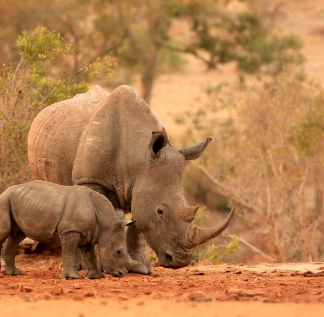 Kruger National Park, South Africa