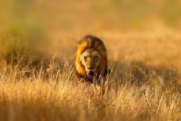 Kruger National Park