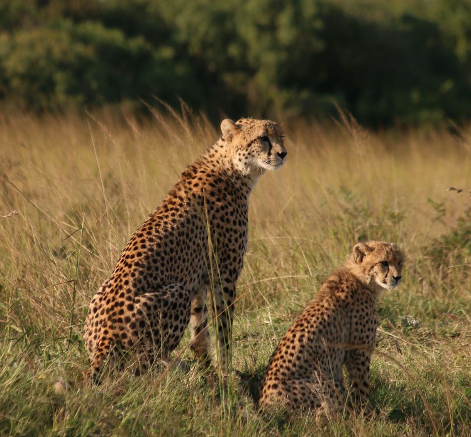 Cheetahs in Phinda Private Game Reserve, South Africa