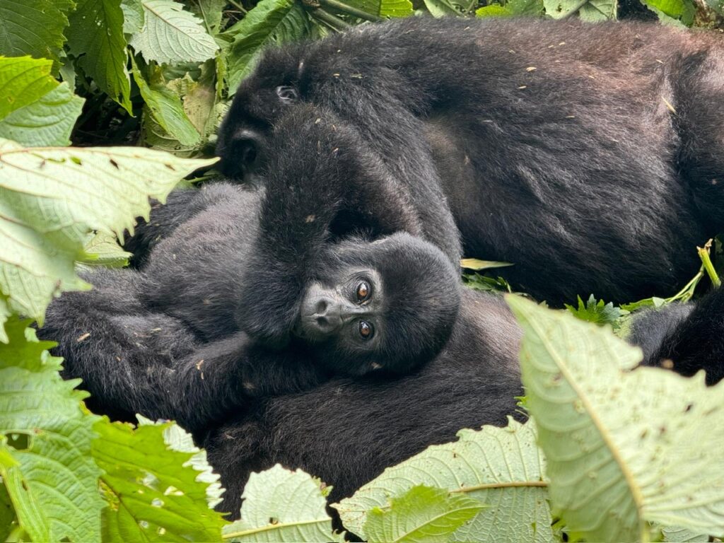 young gorilla in Uganda