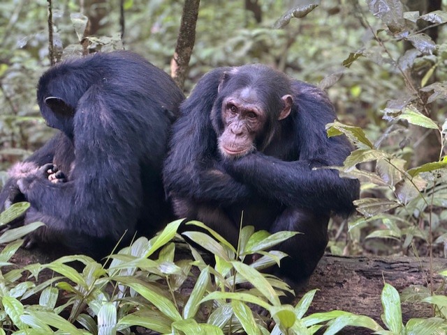 two chimps in Kibale, Uganda