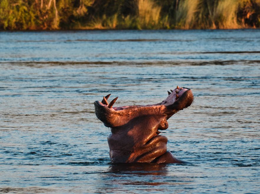 A hippo spotted near Victoria Falls