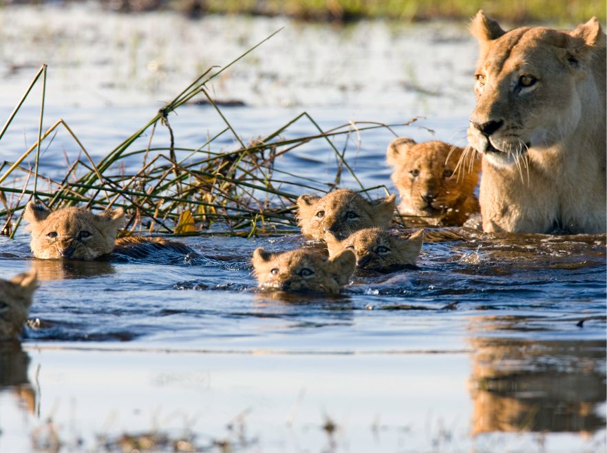 Lioness and her cubs brave the Okavango Delta