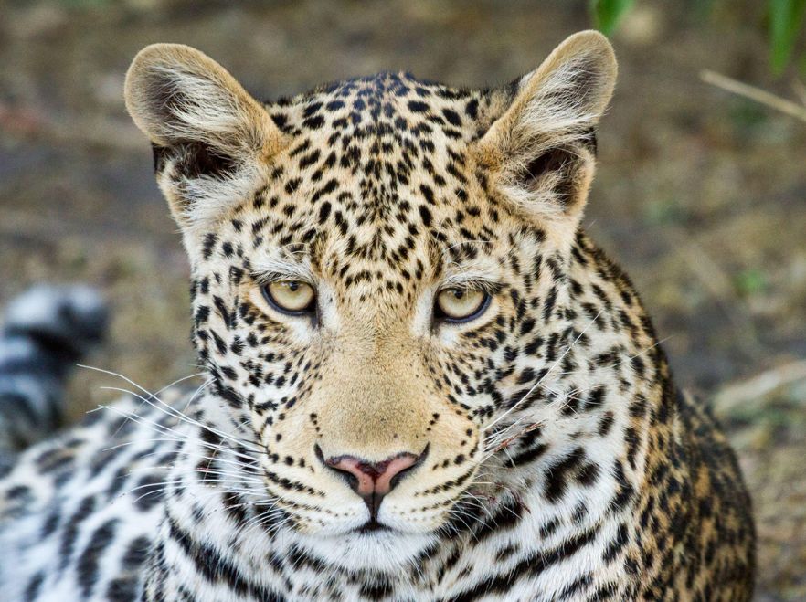 Chobe Game Lodge, Chobe National Park