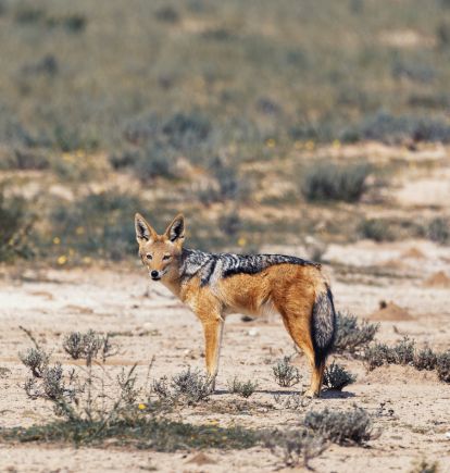 Kalahari Game Reserve, Botswana